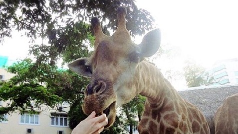 【ホーチミン観光】サイゴン動植物園で珍獣・絶滅危惧種に出会う
