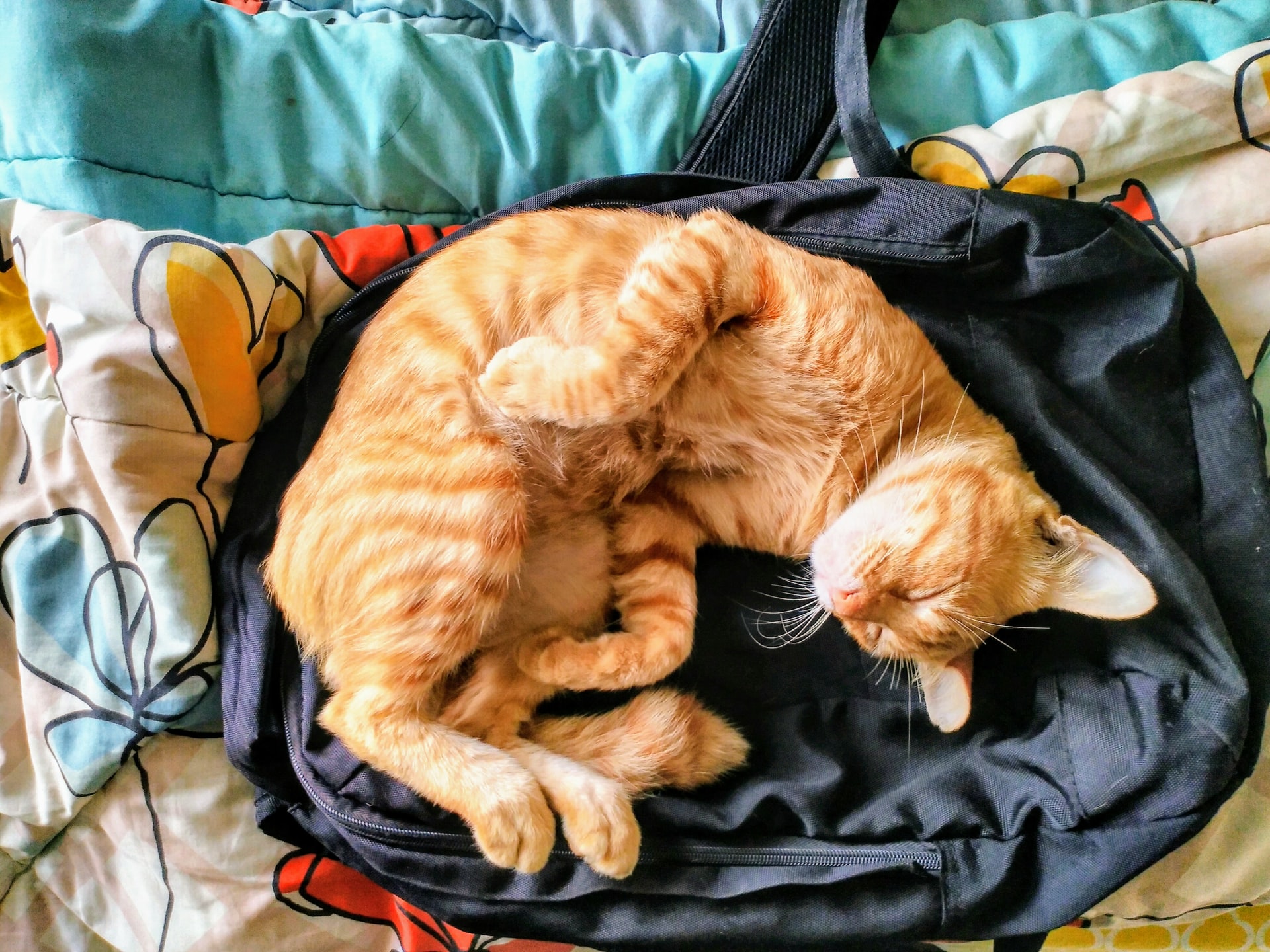 インドネシアで猫は神の使い！？インドネシアのペット事情