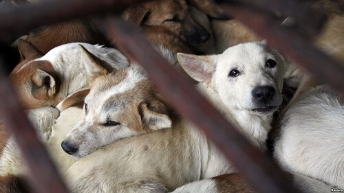 ベトナム人は「犬食」をどう思っているのか？保護活動から考える犬・猫との絆
