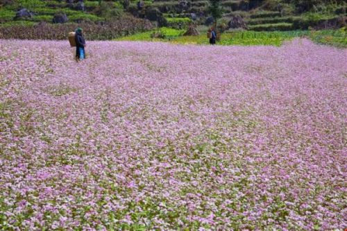 ベトナムの美しい花畑5ヶ所を巡る旅