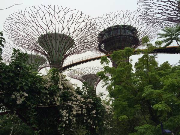 シンガポールの植物園「ガーデンズ・バイ・ザ・ベイ」でお花見！