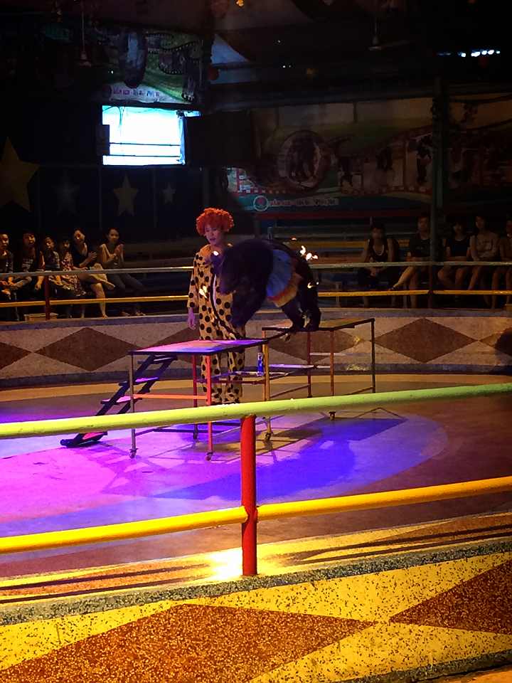 動物ショー