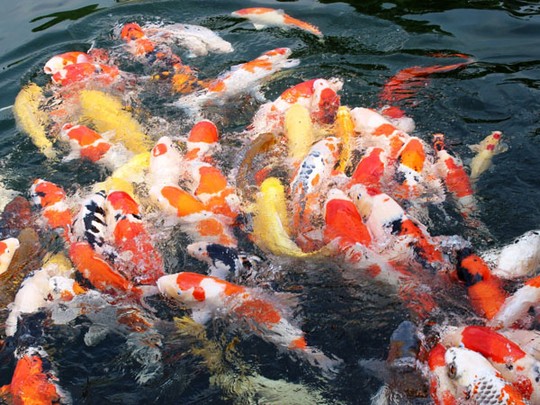 リンリン公園内池