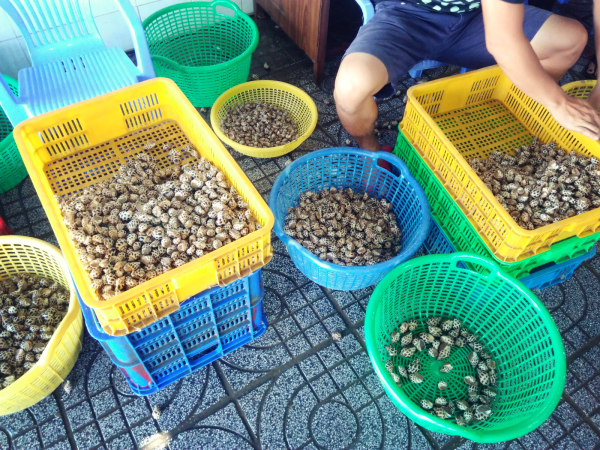 高級貝oc huong(日本名ゾウゲバイという、小さいバイ貝のような貝)①