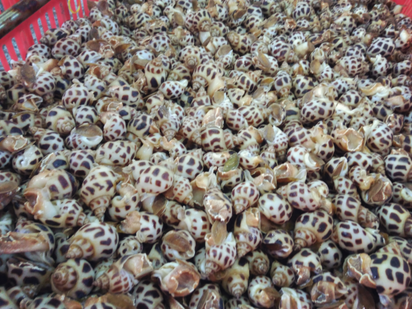 高級貝oc huong(日本名ゾウゲバイという、小さいバイ貝のような貝)②