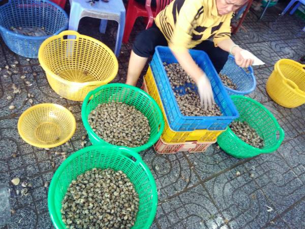 高級貝oc huong(日本名ゾウゲバイという、小さいバイ貝のような貝)③