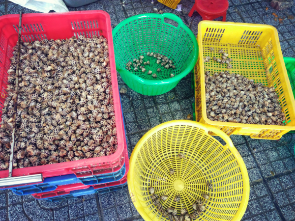 高級貝oc huong(日本名ゾウゲバイという、小さいバイ貝のような貝)④