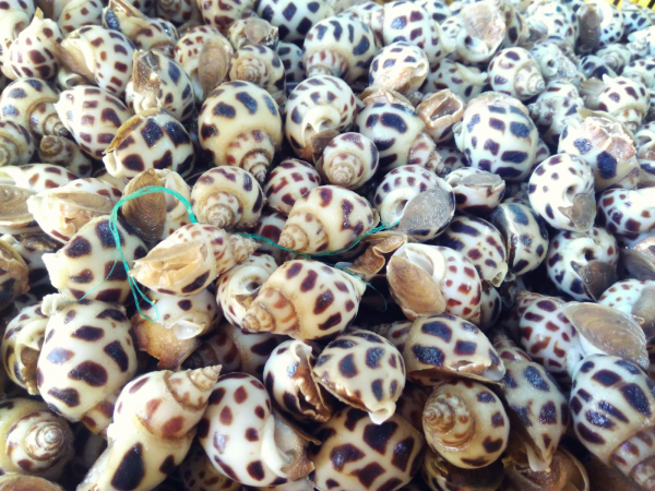 高級貝oc huong(日本名ゾウゲバイという、小さいバイ貝のような貝)③