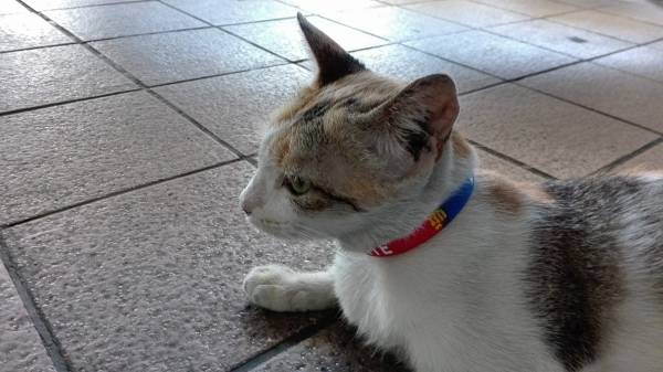 フィリピンの国旗カラーの首輪をつけられた猫