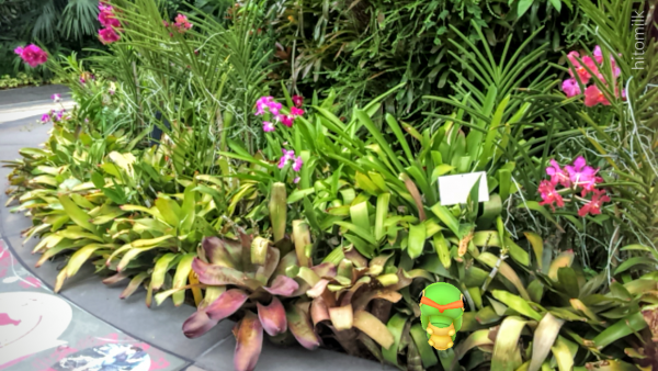 植物庭園内にポケモンが出現。非常にリアリティーが高いアプリです。