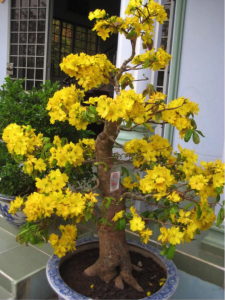 引用元：http://agriviet.com/threads/ban-3-cay-mai-vang-dep-co-hinh-chup-2-mat-rat-ro.13148/