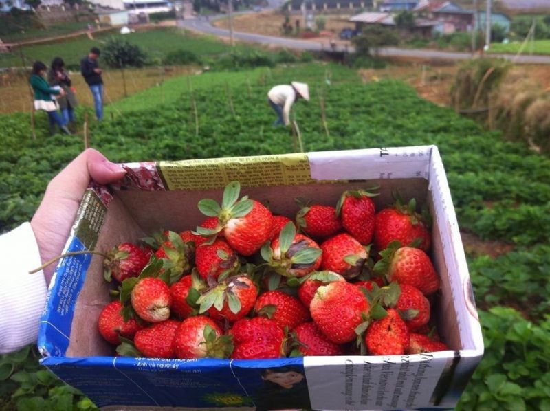 いちご　ダラット