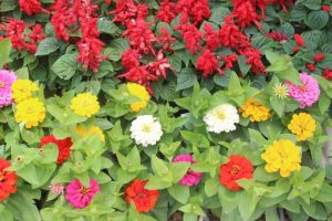 ダラット　フラワーガーデン