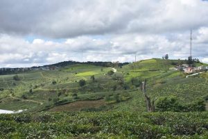 ダラット　茶畑