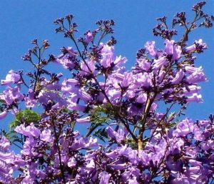 ダラット　花　紫