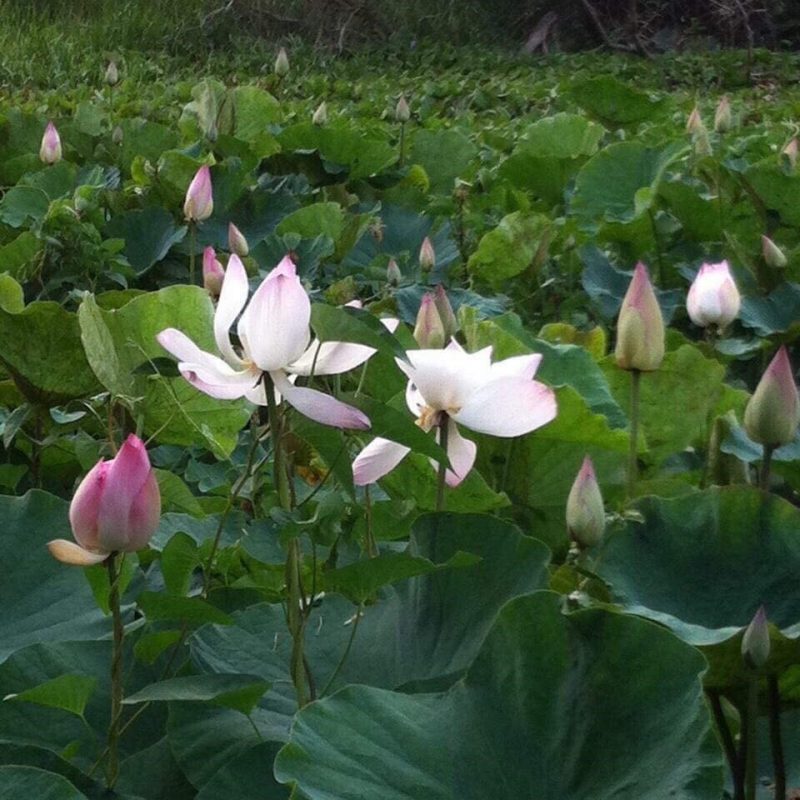 ドンタップ省　ハスの沼
