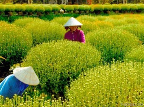 ドンタップ省花栽培のサデック村