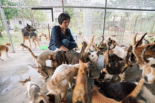 ベトナム人は 犬食 をどう思っているのか 保護活動から考える犬 猫との絆 海外転職 アジア生活blog