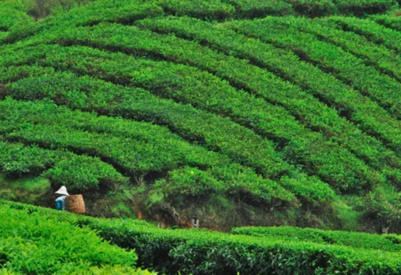 マレーシア　避暑地の画像
