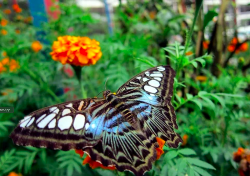 マレーシア　避暑地の画像