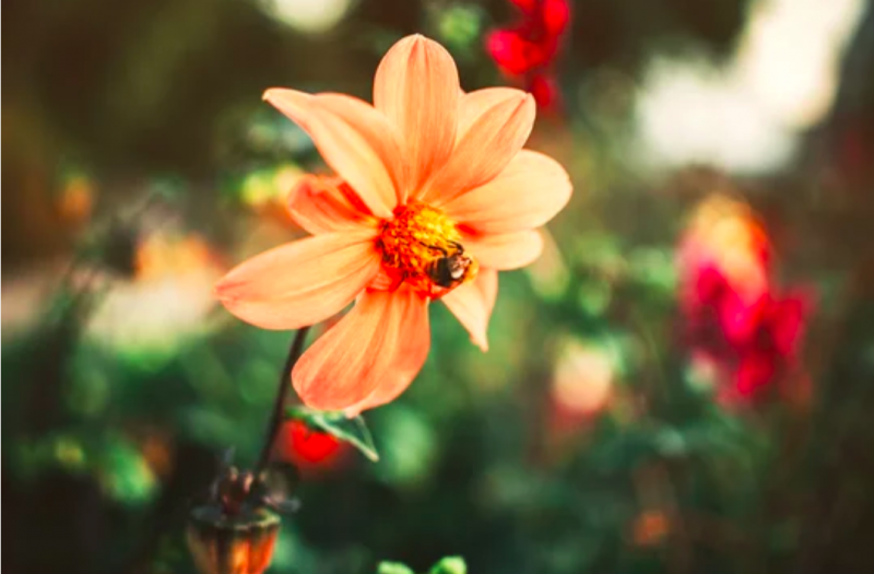 マレーシア　避暑地の画像