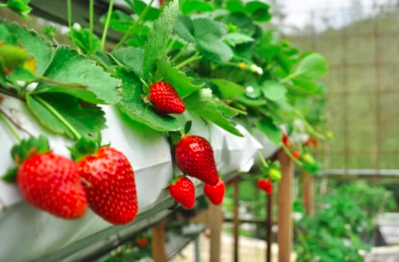 マレーシア　避暑地の画像